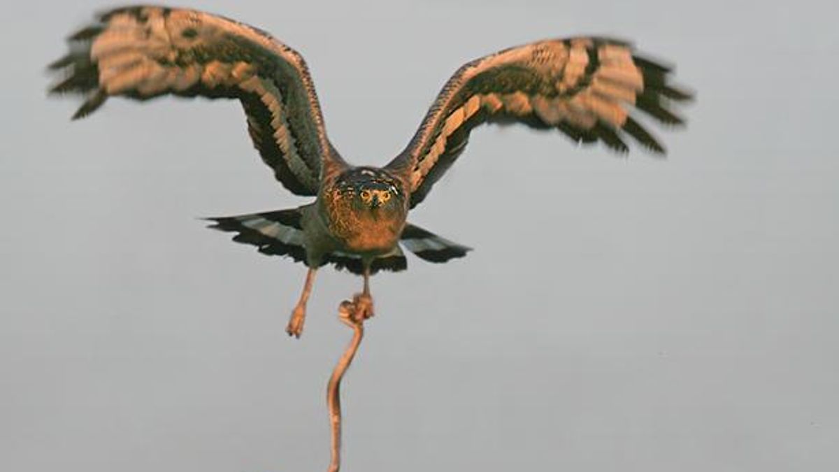 Slangenarend terug in Fochteloërveen