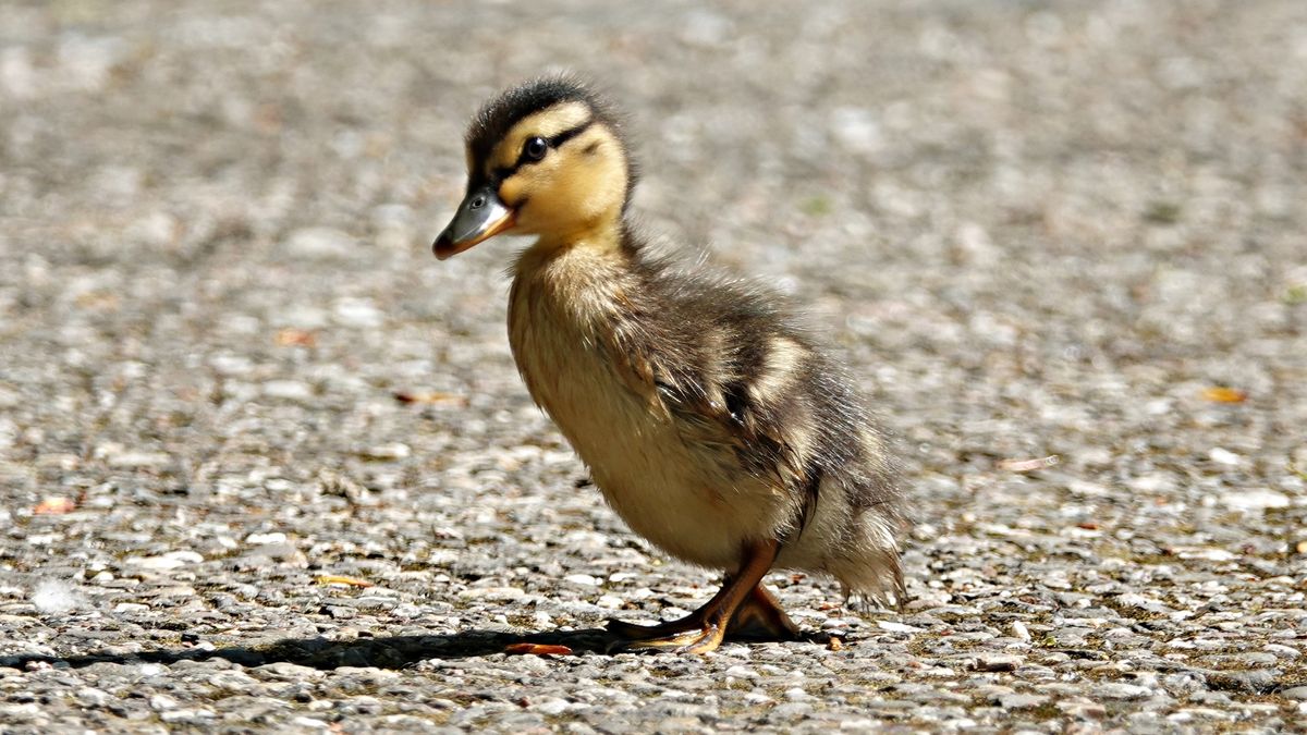 Moedereend doodgereden op de weg: dit moet je doen als je weeseendjes ziet