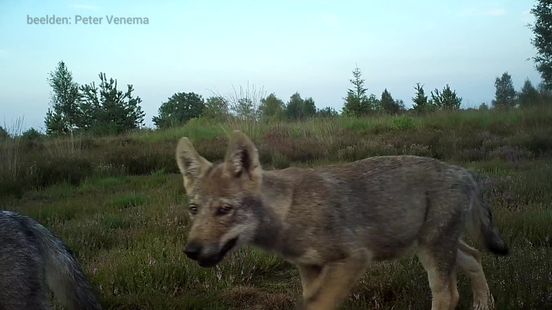 Wolvenwelpen te zien op wildcamerabeelden