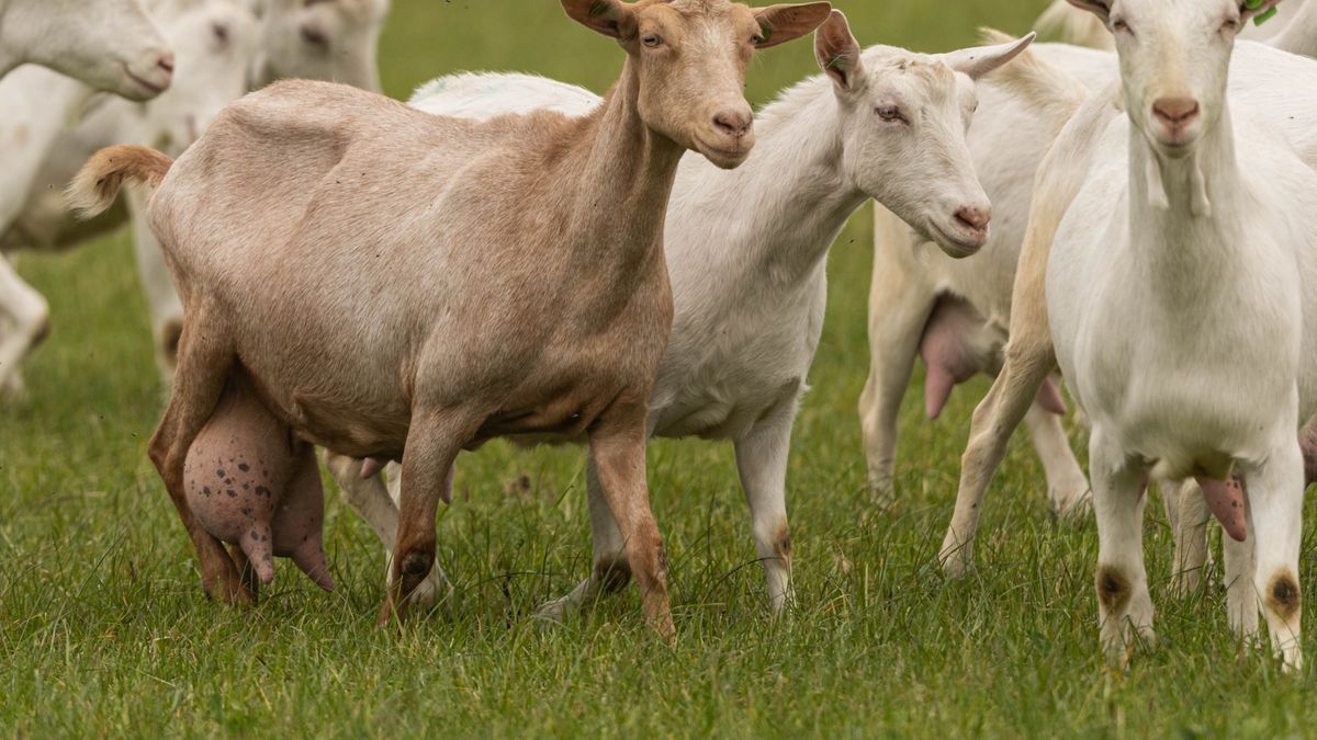 Hoe geiten in Ritthem mogelijk de bouw van nieuwe huizen en gevangenis in gevaar gaan brengen
