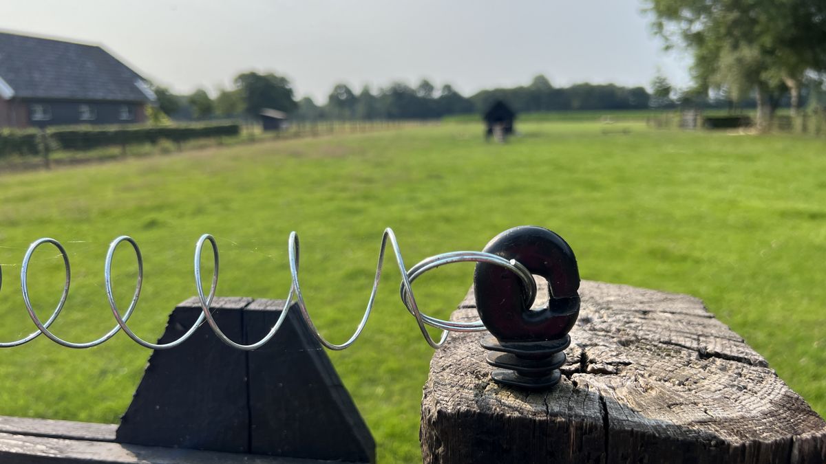 VNG tegen gemeenten: 'Bereid je voor op een incident met een wolf'