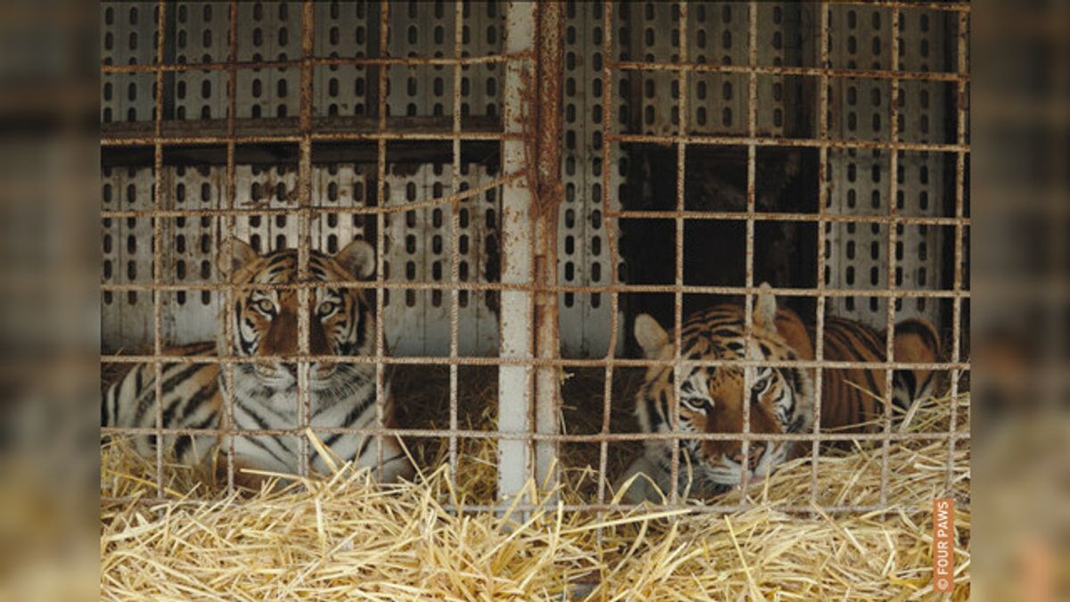 Slowaakse circustijgers krijgen onderdak in Nijeberkoop: 