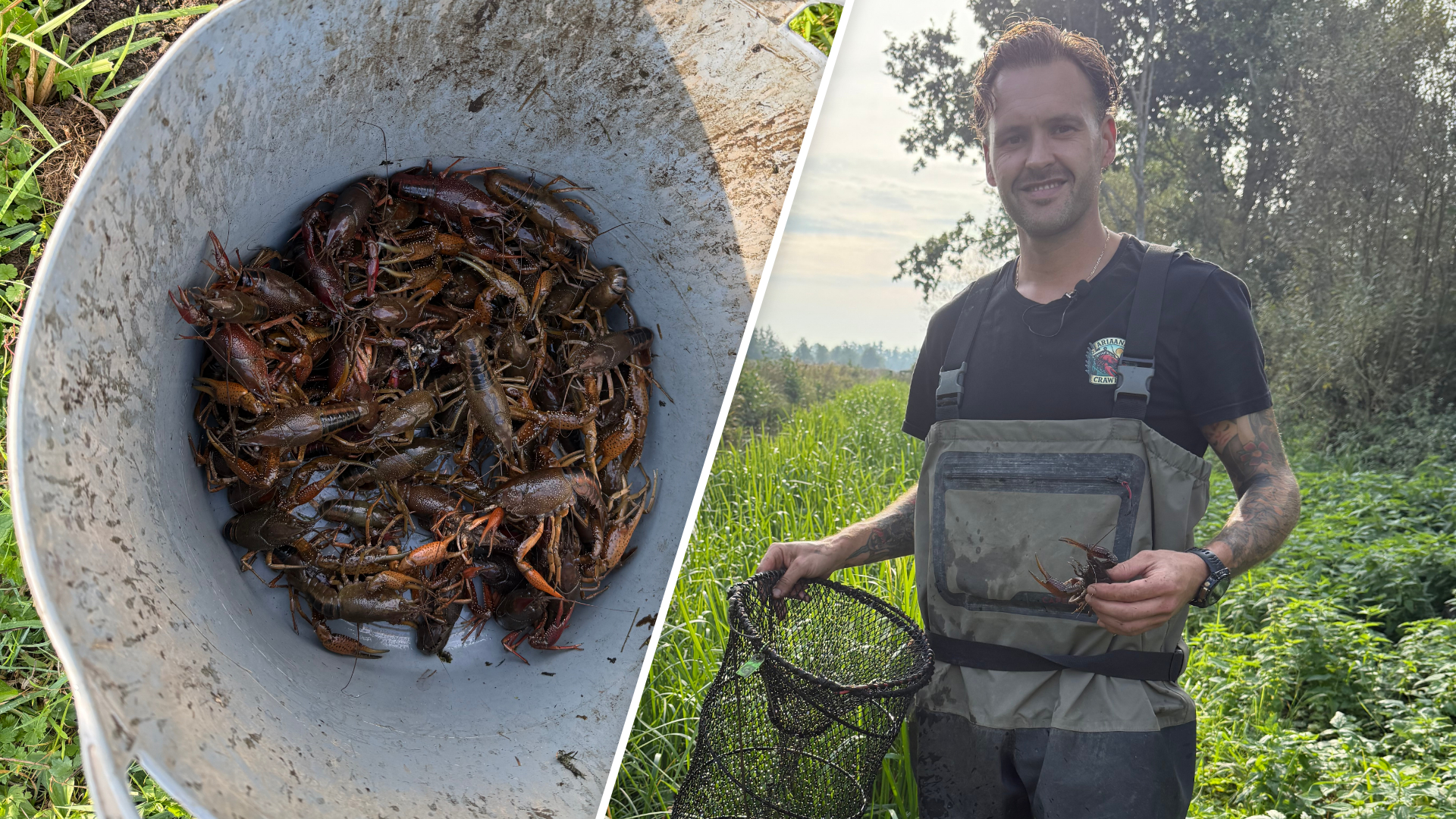 Ruben vangt kilo's probleemkreeften als ondernemer en natuurbeschermer: 'Ze maken alles kapot'