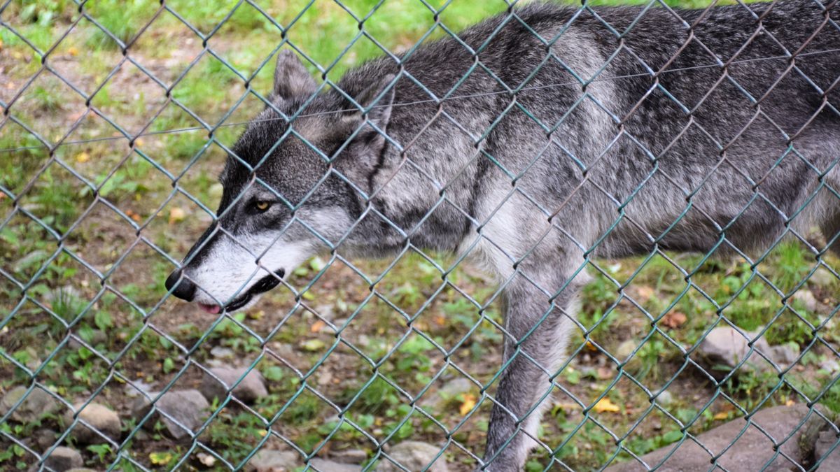 Wolf sloeg vorig jaar weer vaker toe: bijna 300 dieren doodgebeten