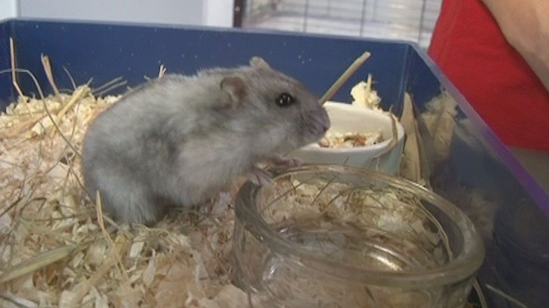 De bewuste 'parachute-hamster'