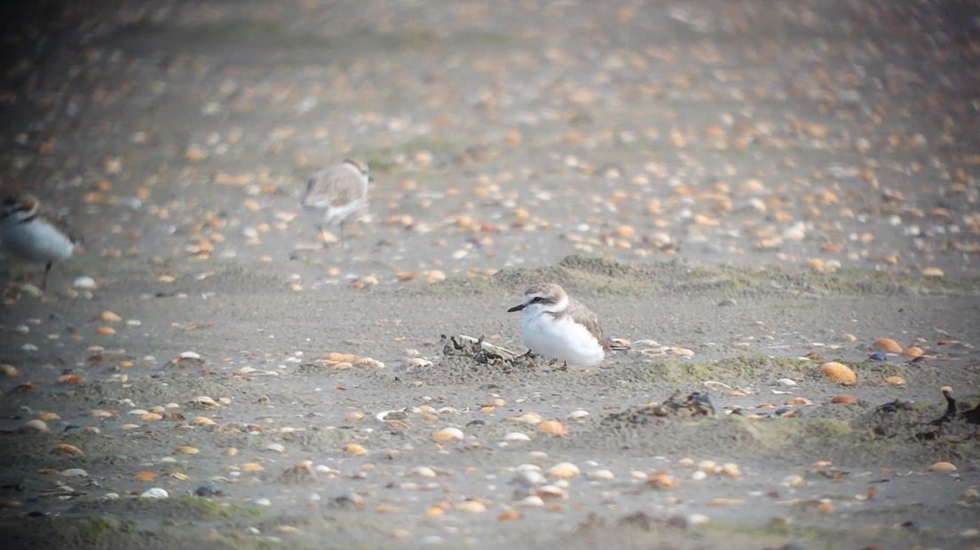 Strandverbod voor mensen heeft succes: acht strandpleviertjes geboren