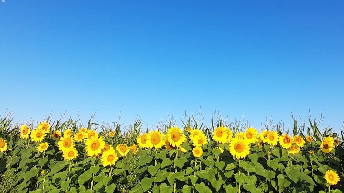 Zonnebloemen onder de Drentse zon (Rechten: Tiny Post)