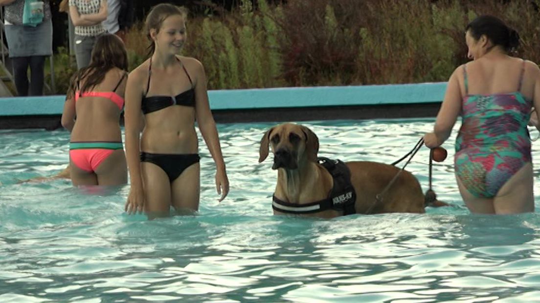 Het evenement Hond-Baasje zwemmen in het Oosterbosbad in Barneveld is hier de jaarlijkse afsluiting van het buitenbadseizoen. Hondenman Martin Gaus trad maandagavond voor de gelegenheid op als zweminstructeur.