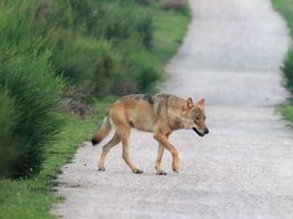Wolf voor de lens van Baarnse natuurfotograaf: 'Adrenaline schoot door me heen'