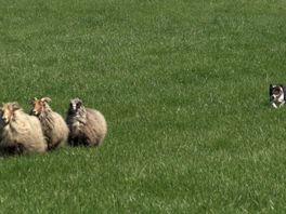 Wedstrijd schapendrijven in Delden vraagt uiterste van honden en herders: "Poeh, dit is een lastig parcours!"