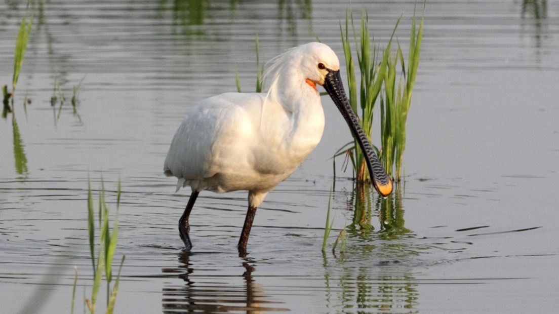 Een lepelaar in de Nieuwkoopse Plassen.