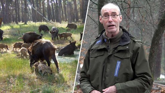 Goede tijden voor de wilde zwijnen: 'Je kan zien dat ze echt dik en vet zijn'