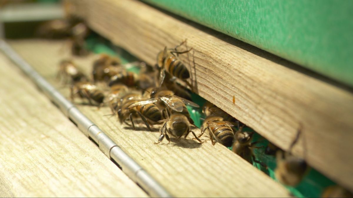 Het gaat niet zo goed met de bij, zo waarschuwen imkers uit Rinsumageast op open dagen