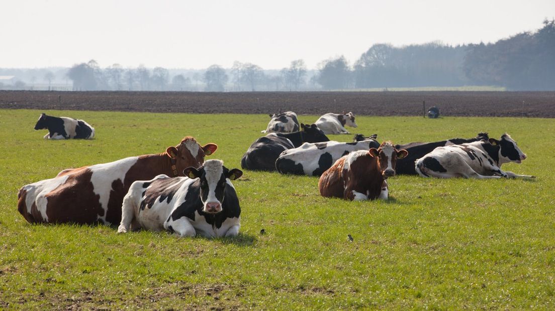 Koeien in de wei (archieffoto RTV Drenthe)