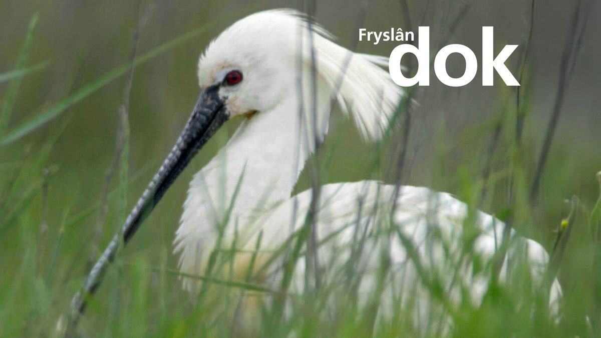 Geëmancipeerde lepelaars maken nachtelijke tripjes naar het Lauwersmeer