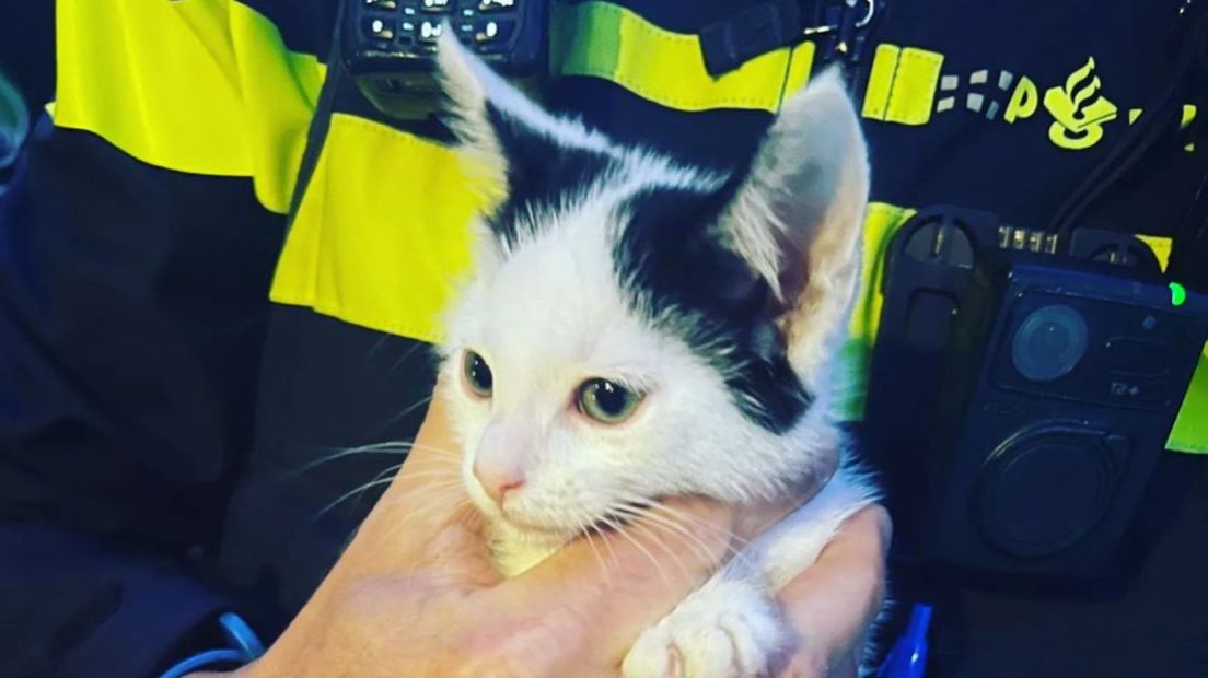 De kitten is opgevangen door de dierenambulance