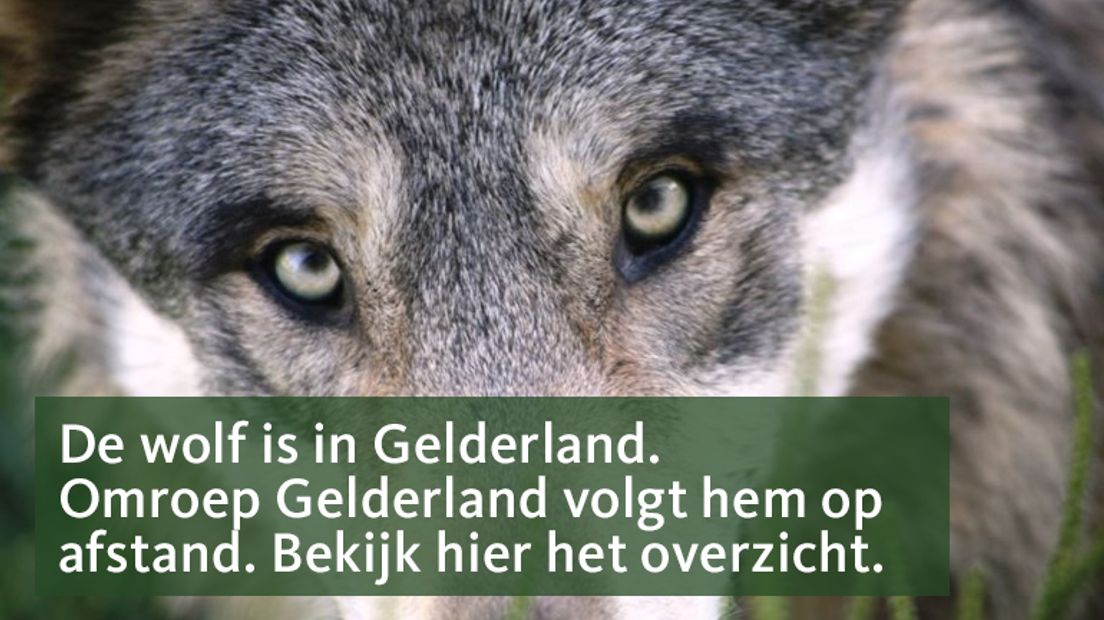 Midas Dekkers: 'Een handjevol wolven doet wonderen' - Omroep Gelderland