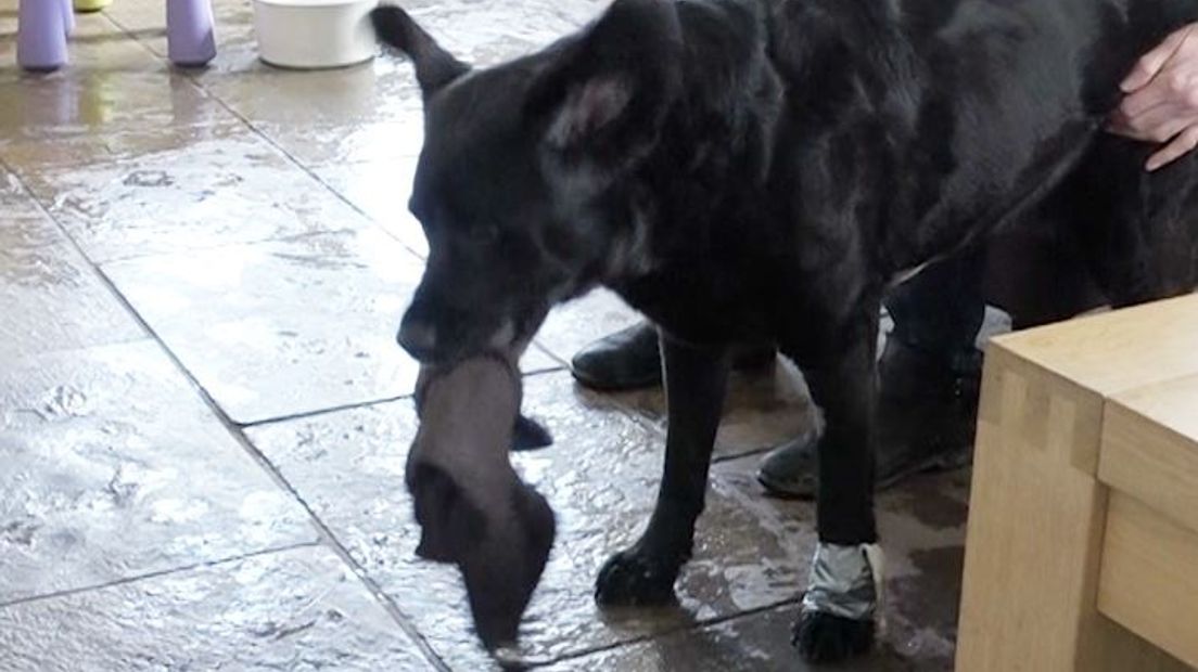 Het gaat nog altijd niet goed met de hond die donderdag XTC-afval dronk op een zijweg van de Woutersweg in Ede. De 8-jarige hond Jill heeft al 24 uur niet geslapen en loopt steeds rondjes.