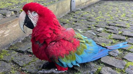 Vogel weggevlogen uit dierentuin: 'Niet meer teruggekeerd na demonstratie' Home