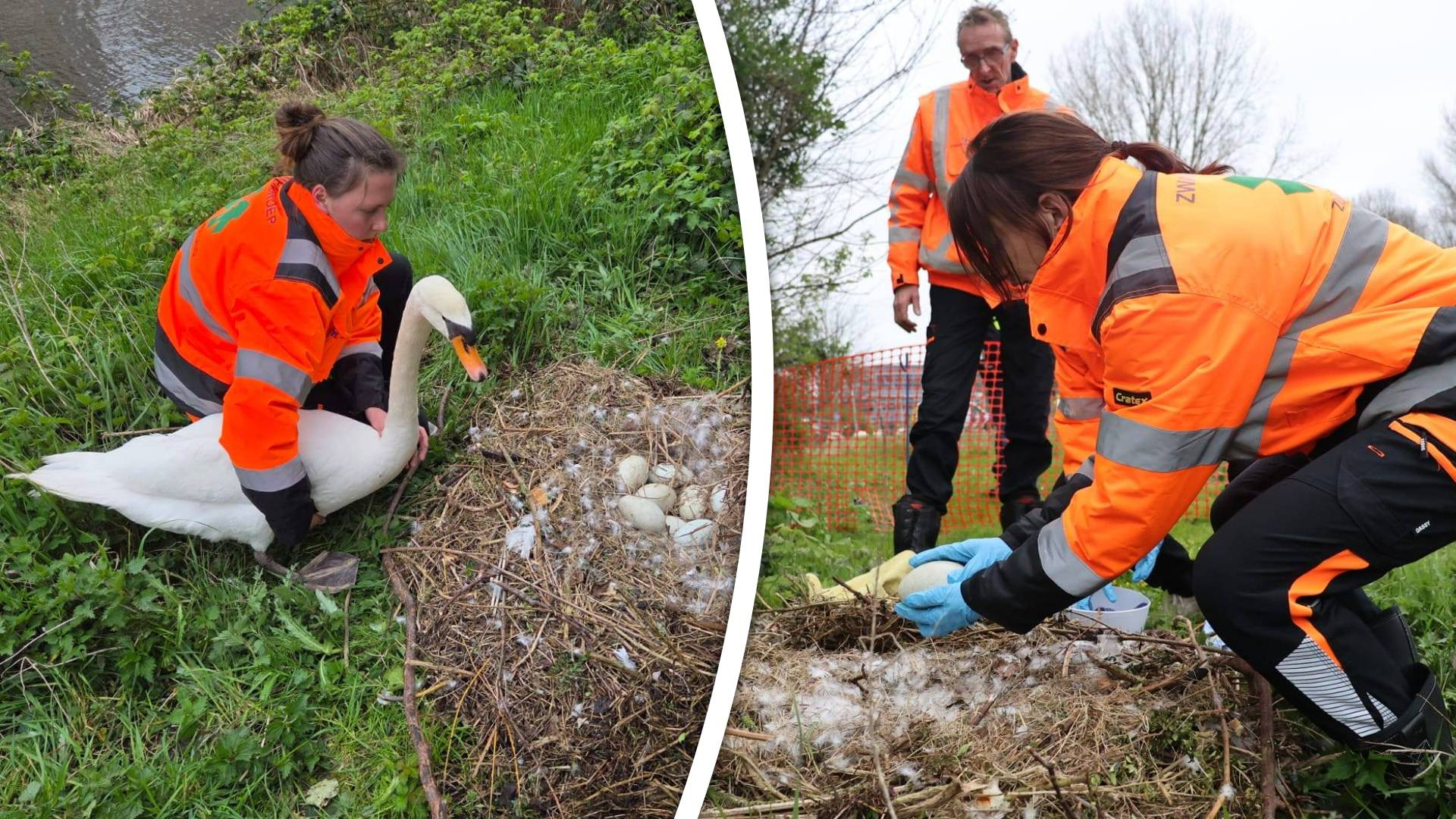 De eieren worden samen met de ouders in alle zorgvuldigheid verplaatst.