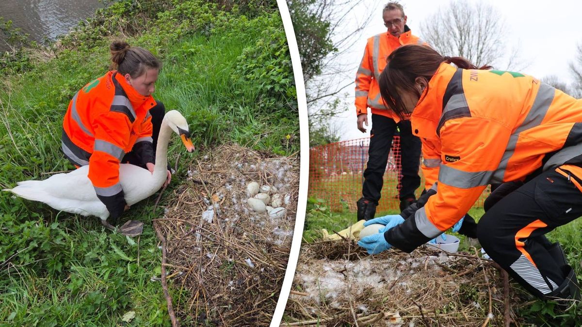 Jongeren terroriseren zwanen, maar nest verplaatsen werkt averechts