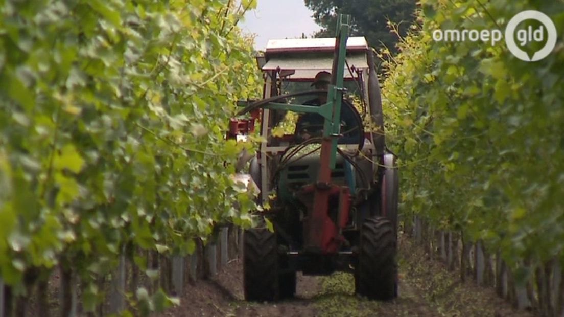 Voor de één is de droogte erg nadelig, voor de ander juist een uitkomst. Bij boer Angelo Ribbers uit Vragender, gemeente Oost Gelre, groeit het gras door de droogte veel minder hard.