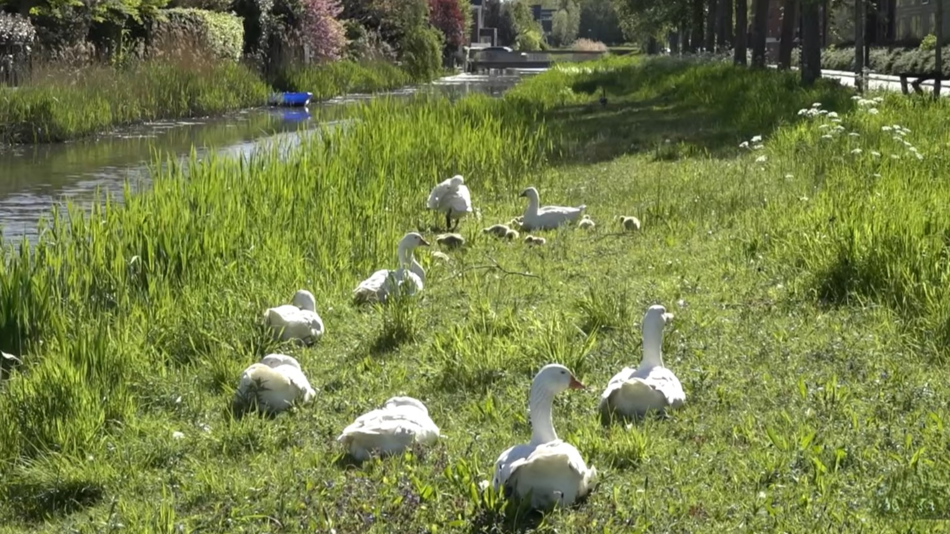 Ganzen in het Rietveldpark in Rotterdam-Nesselande