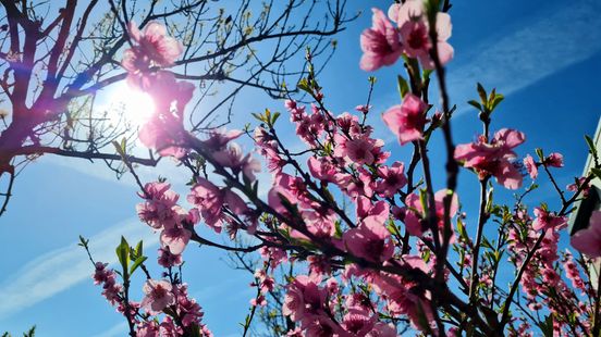Deze lente was zeer zonnig en warm, met vroege hittegolf Home