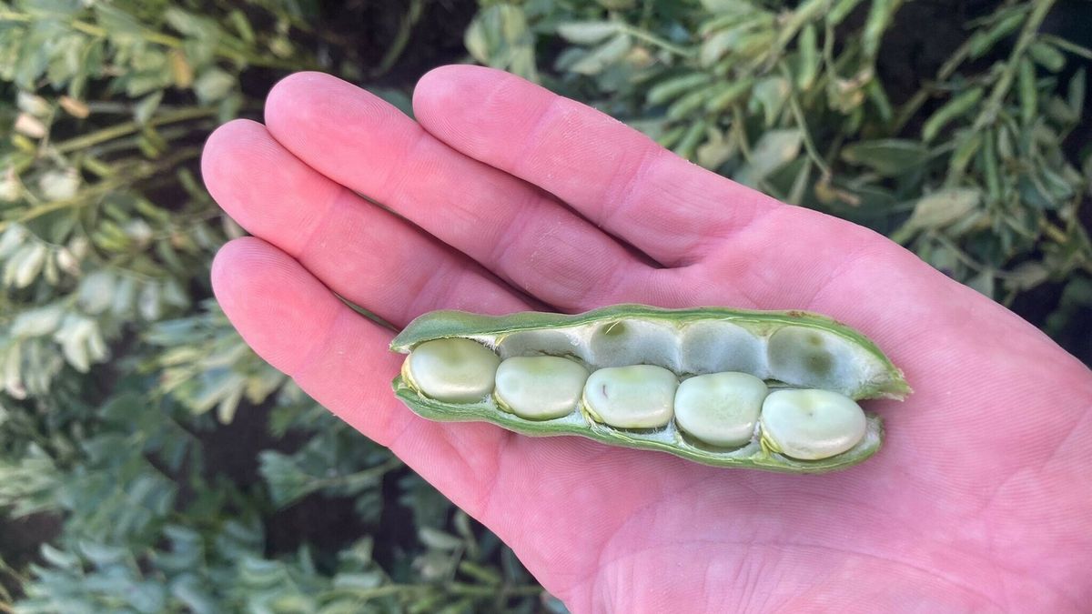Twaalf gewassen van Drentse bodem in het zonnetje: goed voor lijf en land