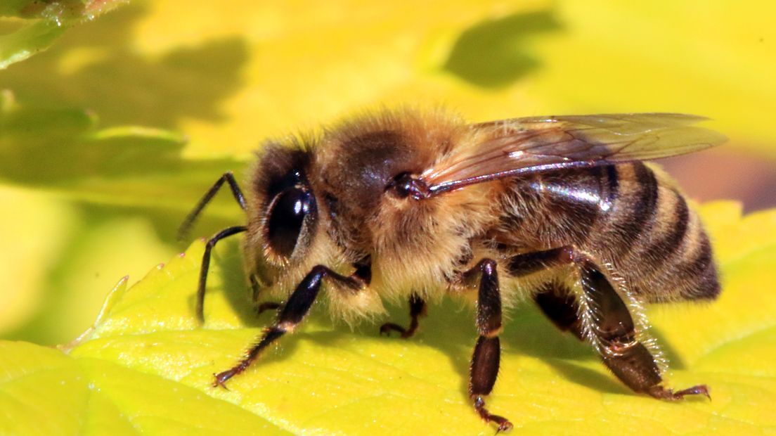 De natuur is van slag, zoveel is duidelijk. Dat is ook te zien aan de bijen. De diertjes blijven normaal gesproken de hele winter in de kast, maar vliegen nu volop buiten. Imker Henk Zomerdijk maakt zich zorgen.