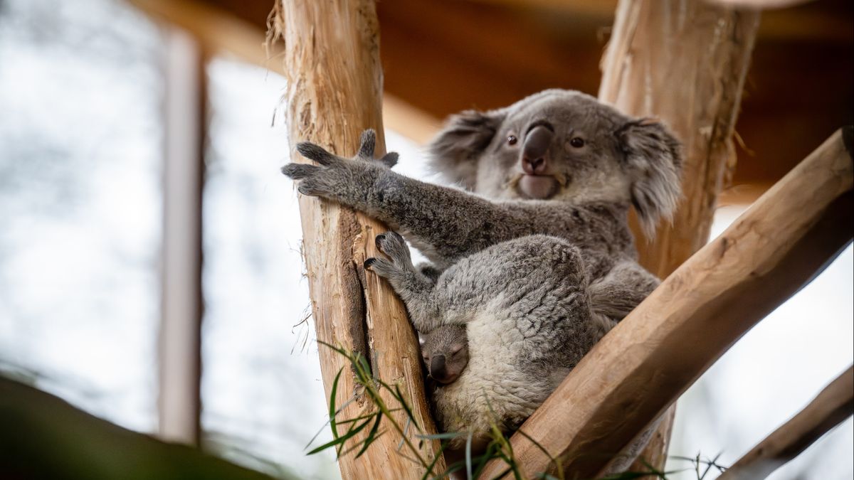 Jonge koala laat zich voor het eerst zien