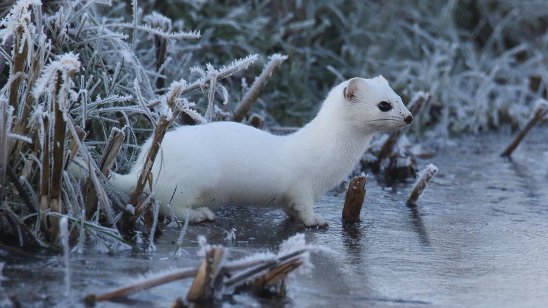 Een winterse foto van een hermelijn (Rechten: Mark Schuurman)