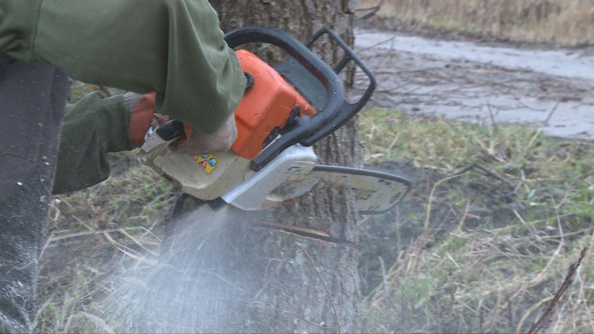 Staatsbosbeheer werkt aan 't Oude Bosch bij Wijnjewoude