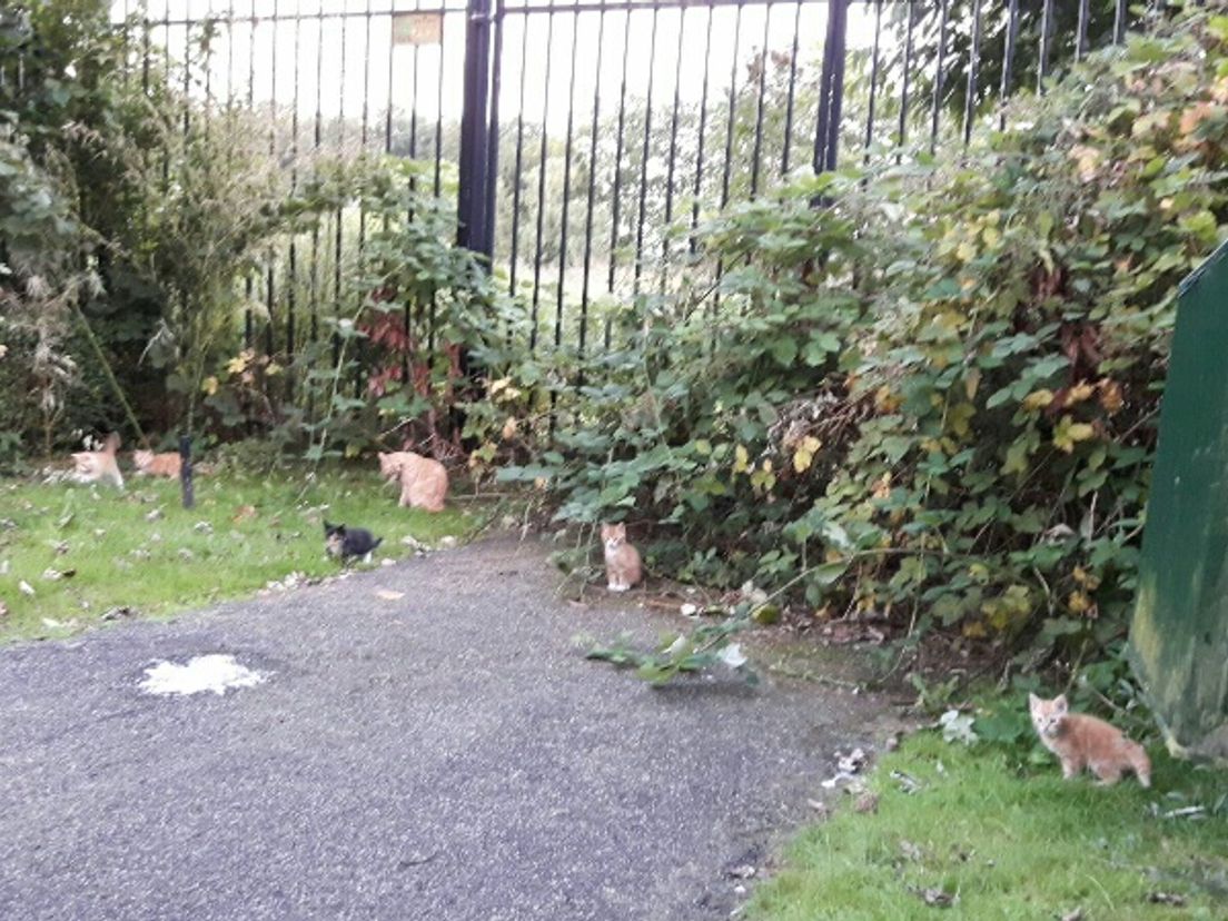 De kittens die vrijdag zijn gevonden bij het Zuiderpark