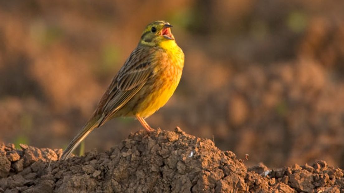 Iedere zondagochtend tussen 7.00 en 10.00 uur struint verslaggever Laurens Tijink door de Gelderse natuur. Vandaag kijkt Laurens samen met gemeenschapsboer en BuitenGewoon-blogger Louis Dolmans op een andere manier naar landbouw en natuur.