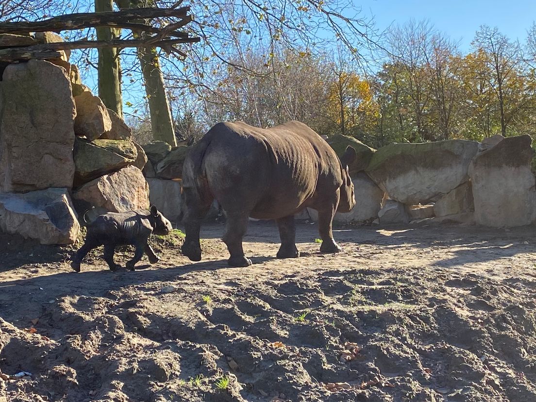 Neushoorn Naima en haar kleintje