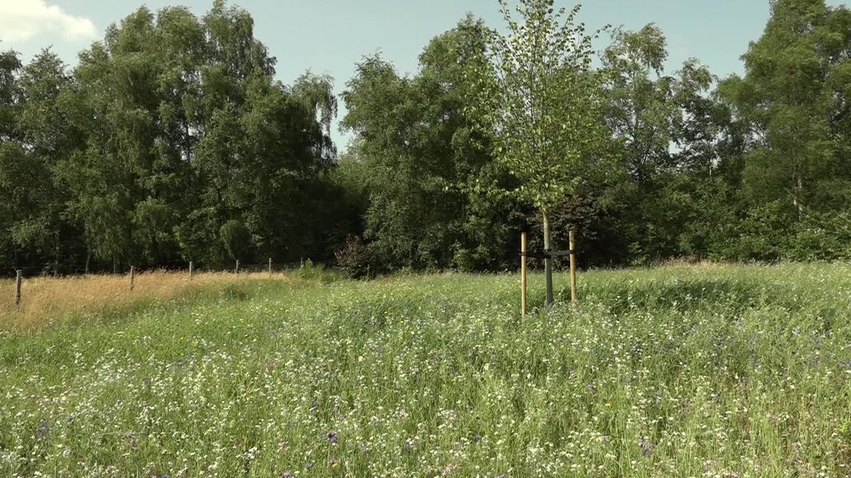 Bronboom in de achtertuin van Otto Willem Eleveld