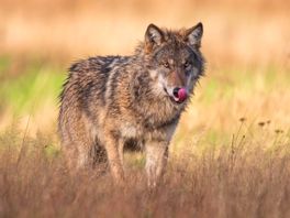 Drenthe volgt Duits plan voor afschieten niet; wolf blijft buiten schot