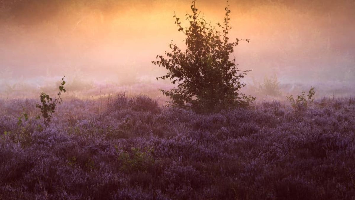 Renesse en Burgh-Haamstede worden gewaarschuwd voor natuurbrand