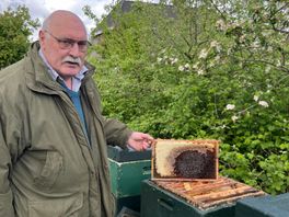 Imkers in Zuidwest-Drenthe krijgen geen grip op massale bijensterfte