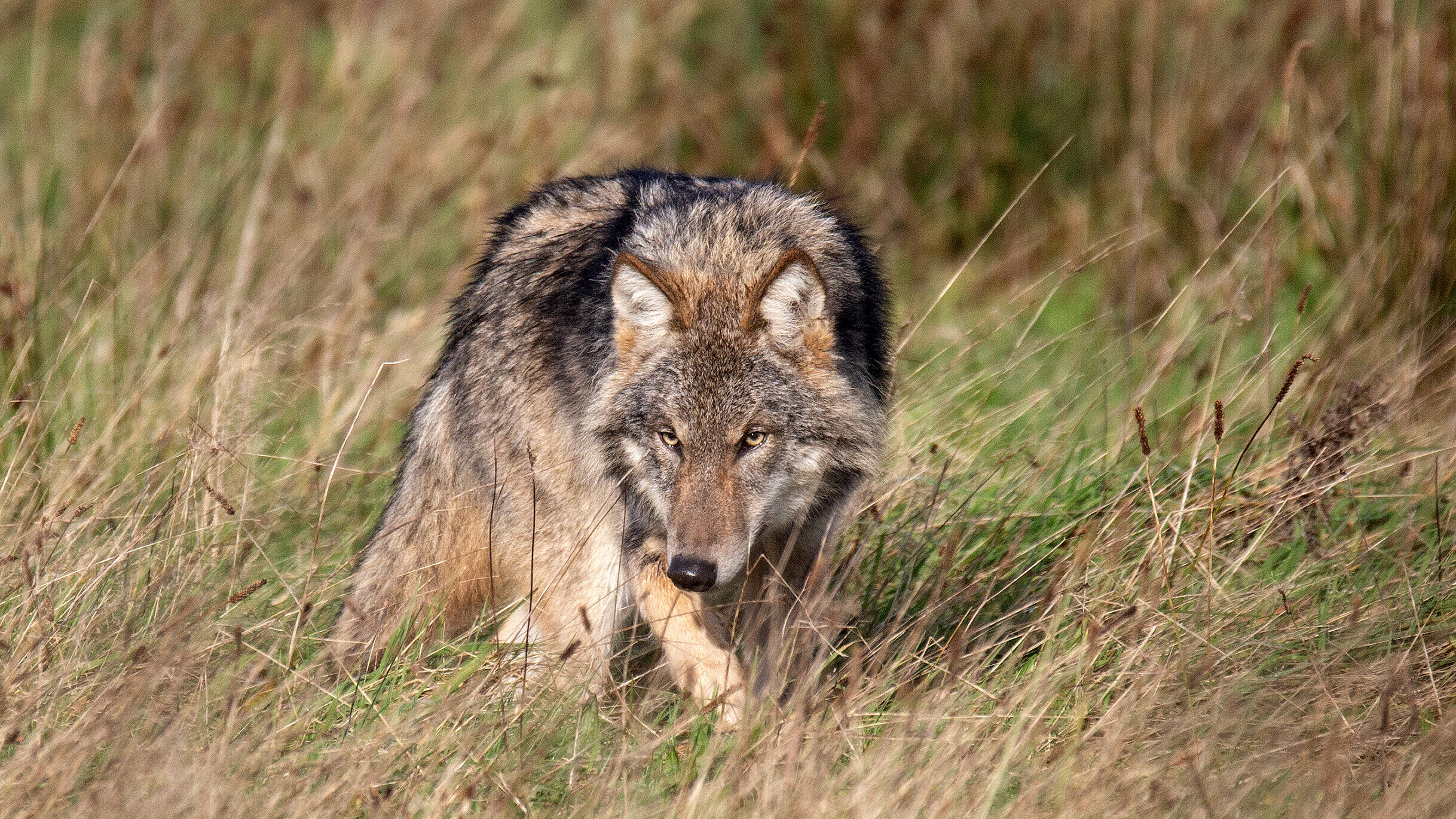 'Schieten van 'probleemwolf' wordt voor provincie heel ingewikkeld'