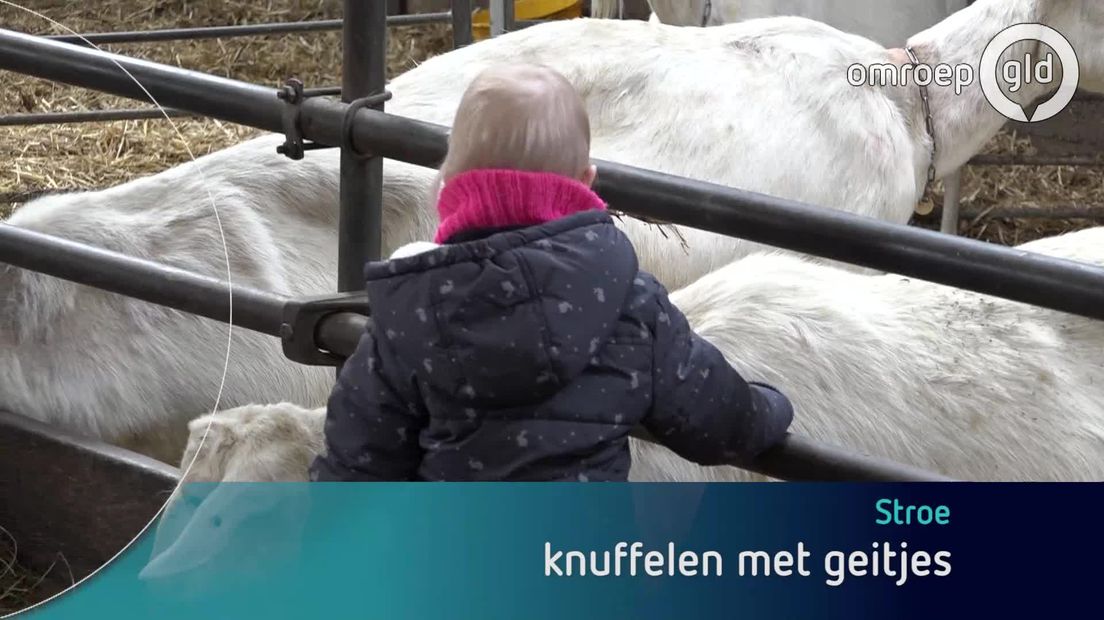 Knuffelen met een jong geitje. Het mocht zaterdag in de schuur van geitenboerderij De Groote Stroe.