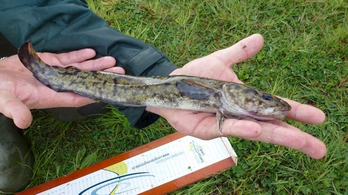 Kwabaal gevangen in Vecht