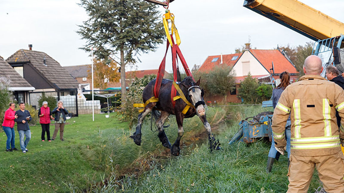 Paard Uit Sloot Gered In Herkingen - Rijnmond