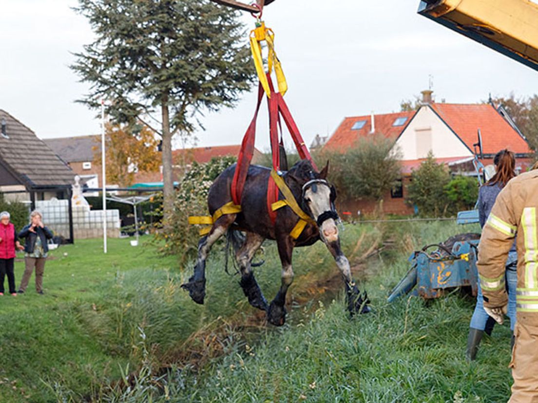 Paard uit sloot gered in Herkingen. Foto FlakkeeNieuws