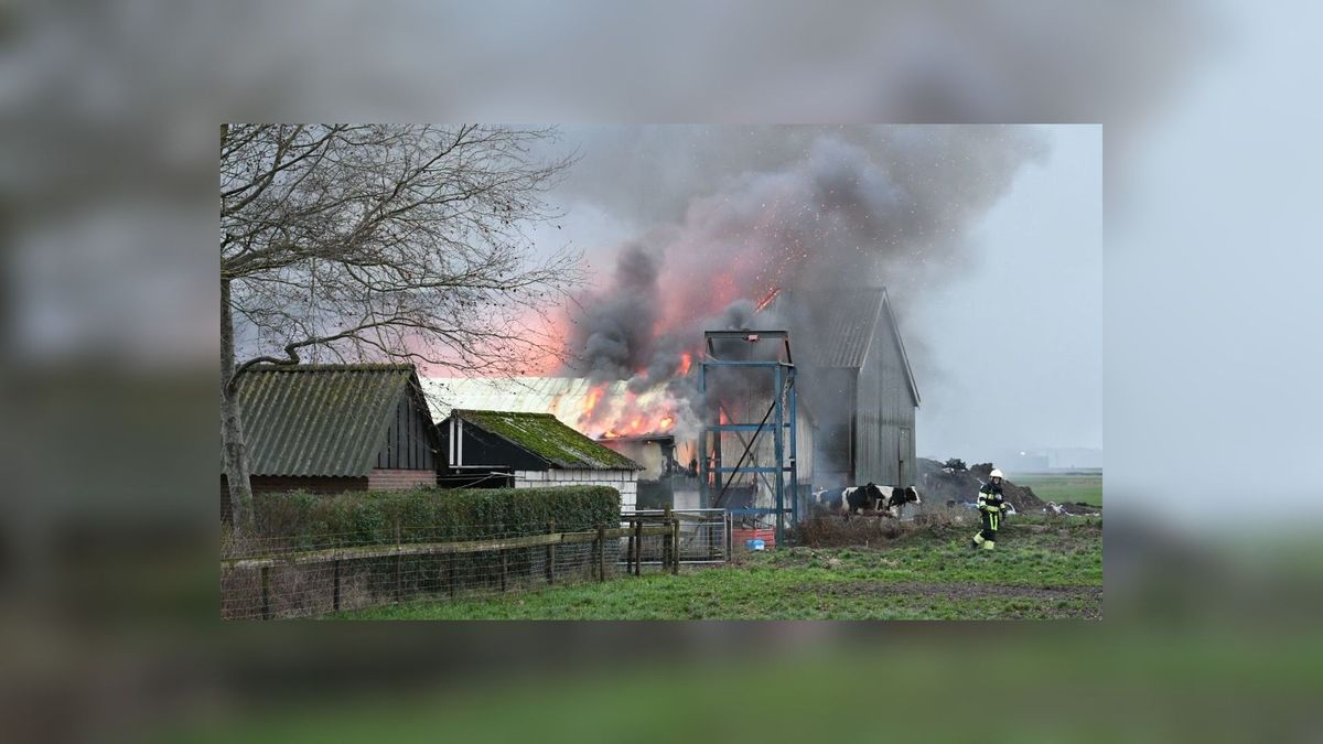 UPDATE: Meer dan 20 koeien dood bij grote brand in stal Oldeholtwolde