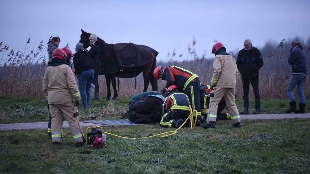 Paard zit vast in veerooster Midwolda