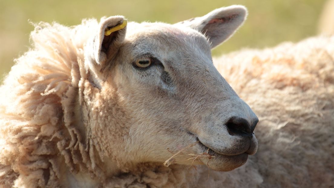 Niet het schaap in kwestie