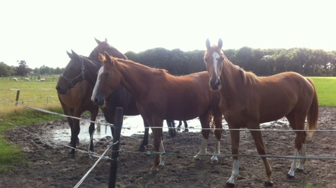 Paarden (Rechten: Archief RTV Drenthe)