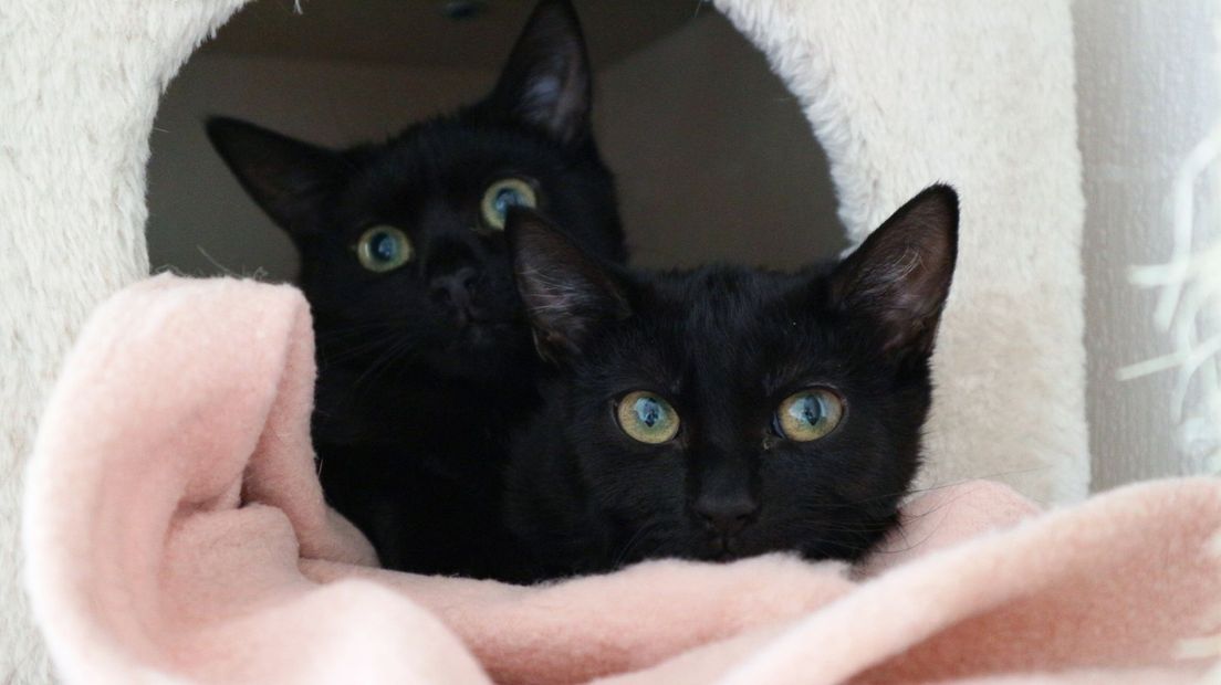 zwarte katten Jewel en Robijn